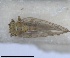  (Arytainilla delarbrei - RMNH.INS.1646831)  @11 [ ] by-nc-sa (2024) Unspecified Naturalis Biodiversity Centre
