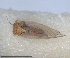  (Cacopsylla propinqua - RMNH.INS.1646832)  @11 [ ] by-nc-sa (2024) Unspecified Naturalis Biodiversity Centre