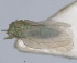  (Euphyllura - RMNH.INS.1646834)  @11 [ ] by-nc-sa (2024) Unspecified Naturalis Biodiversity Centre