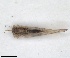  (Lauritrioza - RMNH.INS.1646837)  @11 [ ] by-nc-sa (2024) Unspecified Naturalis Biodiversity Centre