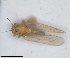  (Trioza cerastii - RMNH.INS.1646838)  @11 [ ] by-nc-sa (2024) Unspecified Naturalis Biodiversity Centre
