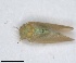  (Strophingia - RMNH.INS.1646839)  @11 [ ] by-nc-sa (2024) Unspecified Naturalis Biodiversity Centre