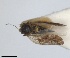  (Livilla syriaca - RMNH.INS.1646841)  @11 [ ] by-nc-sa (2024) Unspecified Naturalis Biodiversity Centre