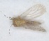  (Arytinnis - RMNH.INS.1646842)  @11 [ ] by-nc-sa (2024) Unspecified Naturalis Biodiversity Centre