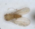  (Arytinnis modica - RMNH.INS.1646843)  @11 [ ] by-nc-sa (2024) Unspecified Naturalis Biodiversity Centre