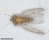  (Arytinnis pileolata - RMNH.INS.1646845)  @11 [ ] by-nc-sa (2024) Unspecified Naturalis Biodiversity Centre