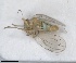  (Arytinnis proboscidea - RMNH.INS.1646846)  @11 [ ] by-nc-sa (2024) Unspecified Naturalis Biodiversity Centre