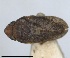  ( - RMNH.INS.1646849)  @11 [ ] by-nc-sa (2024) Unspecified Naturalis Biodiversity Centre