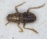  ( - RMNH.INS.1647122)  @11 [ ] by-nc-sa (2024) Unspecified Naturalis Biodiversity Centre