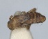  ( - RMNH.INS.1647128)  @11 [ ] by-nc-sa (2024) Unspecified Naturalis Biodiversity Centre