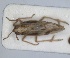 (Euides speciosa - RMNH.INS.1647133)  @11 [ ] by-nc-sa (2024) Unspecified Naturalis Biodiversity Centre