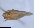  ( - RMNH.INS.1647139)  @11 [ ] by-nc-sa (2024) Unspecified Naturalis Biodiversity Centre
