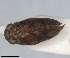  (Issus bellardi - RMNH.INS.1647145)  @11 [ ] by-nc-sa (2024) Unspecified Naturalis Biodiversity Centre
