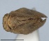  ( - RMNH.INS.1647151)  @11 [ ] by-nc-sa (2024) Unspecified Naturalis Biodiversity Centre