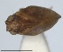  (Bubastia suturale - RMNH.INS.1647152)  @11 [ ] by-nc-sa (2024) Unspecified Naturalis Biodiversity Centre