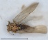  (Aphalara longicaudata - RMNH.INS.1647157)  @11 [ ] by-nc-sa (2024) Unspecified Naturalis Biodiversity Centre