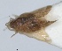  ( - RMNH.INS.1647159)  @11 [ ] by-nc-sa (2024) Unspecified Naturalis Biodiversity Centre
