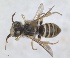  ( - RMNH.INS.1651983)  @11 [ ] by-nc-sa (2024) Unspecified Naturalis Biodiversity Centre
