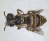  ( - RMNH.INS.1651986)  @11 [ ] by-nc-sa (2024) Unspecified Naturalis Biodiversity Centre
