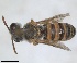 ( - RMNH.INS.1651987)  @11 [ ] by-nc-sa (2024) Unspecified Naturalis Biodiversity Centre