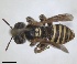  (Camptopoeum friesei - RMNH.INS.1651988)  @11 [ ] by-nc-sa (2024) Unspecified Naturalis Biodiversity Centre