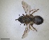  (Melitturga praestans - RMNH.INS.1652057)  @11 [ ] by-nc-sa (2024) Unspecified Naturalis Biodiversity Centre