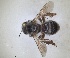 (Melitturga spinosa - RMNH.INS.1652064)  @11 [ ] by-nc-sa (2024) Unspecified Naturalis Biodiversity Centre