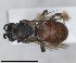  ( - RMNH.INS.1652095)  @11 [ ] by-nc-sa (2024) Unspecified Naturalis Biodiversity Centre