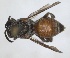  ( - RMNH.INS.1652096)  @11 [ ] by-nc-sa (2024) Unspecified Naturalis Biodiversity Centre
