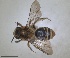  ( - RMNH.INS.1652141)  @11 [ ] by-nc-sa (2024) Unspecified Naturalis Biodiversity Centre