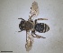  (Andrena incisa - RMNH.INS.1652143)  @11 [ ] by-nc-sa (2024) Unspecified Naturalis Biodiversity Centre