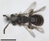  ( - RMNH.INS.1652237)  @11 [ ] by-nc-sa (2024) Unspecified Naturalis Biodiversity Centre