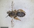  ( - RMNH.INS.1652247)  @11 [ ] by-nc-sa (2024) Unspecified Naturalis Biodiversity Centre
