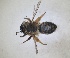  ( - RMNH.INS.1652248)  @11 [ ] by-nc-sa (2024) Unspecified Naturalis Biodiversity Centre