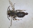  ( - RMNH.INS.1652249)  @11 [ ] by-nc-sa (2024) Unspecified Naturalis Biodiversity Centre