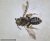  ( - RMNH.INS.1652255)  @11 [ ] by-nc-sa (2024) Unspecified Naturalis Biodiversity Centre
