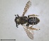  ( - RMNH.INS.1652256)  @11 [ ] by-nc-sa (2024) Unspecified Naturalis Biodiversity Centre