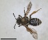  ( - RMNH.INS.1652257)  @11 [ ] by-nc-sa (2024) Unspecified Naturalis Biodiversity Centre