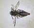 ( - RMNH.INS.1660259)  @11 [ ] by-nc-sa (2024) Unspecified Naturalis Biodiversity Centre