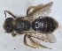 ( - RMNH.INS.1660260)  @11 [ ] by-nc-sa (2024) Unspecified Naturalis Biodiversity Centre