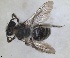  (Andrena rotundilabris - RMNH.INS.1660262)  @11 [ ] by-nc-sa (2024) Unspecified Naturalis Biodiversity Centre