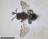  (Andrena roseipes - RMNH.INS.1660263)  @11 [ ] by-nc-sa (2024) Unspecified Naturalis Biodiversity Centre
