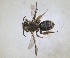  ( - RMNH.INS.1660272)  @11 [ ] by-nc-sa (2024) Unspecified Naturalis Biodiversity Centre