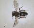 ( - RMNH.INS.1660273)  @11 [ ] by-nc-sa (2024) Unspecified Naturalis Biodiversity Centre