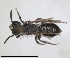  (Andrena dentiventris - RMNH.INS.1660282)  @11 [ ] by-nc-sa (2024) Unspecified Naturalis Biodiversity Centre