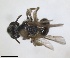  ( - RMNH.INS.1660284)  @11 [ ] by-nc-sa (2024) Unspecified Naturalis Biodiversity Centre