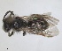  ( - RMNH.INS.1660285)  @11 [ ] by-nc-sa (2024) Unspecified Naturalis Biodiversity Centre