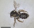  ( - RMNH.INS.1660286)  @11 [ ] by-nc-sa (2024) Unspecified Naturalis Biodiversity Centre