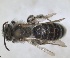  ( - RMNH.INS.1660288)  @11 [ ] by-nc-sa (2024) Unspecified Naturalis Biodiversity Centre