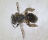  ( - RMNH.INS.1660289)  @11 [ ] by-nc-sa (2024) Unspecified Naturalis Biodiversity Centre